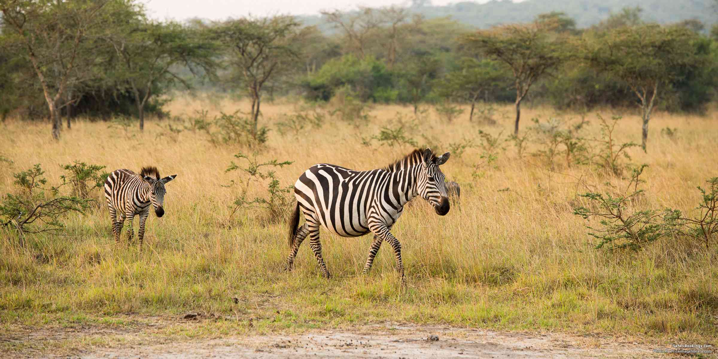 5 Fascinating Facts About Plains Zebra