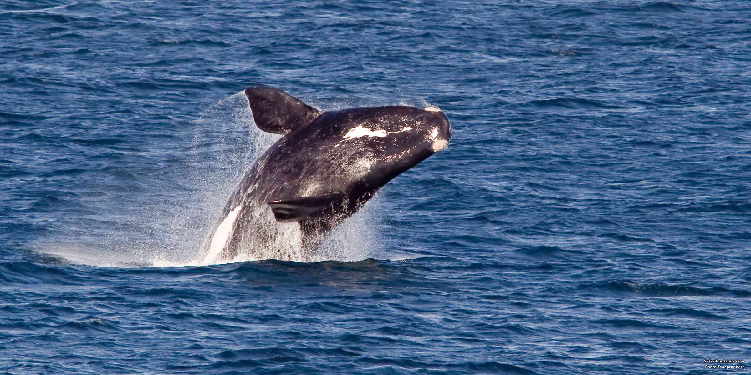 5 Fascinating Facts About Southern Right Whale