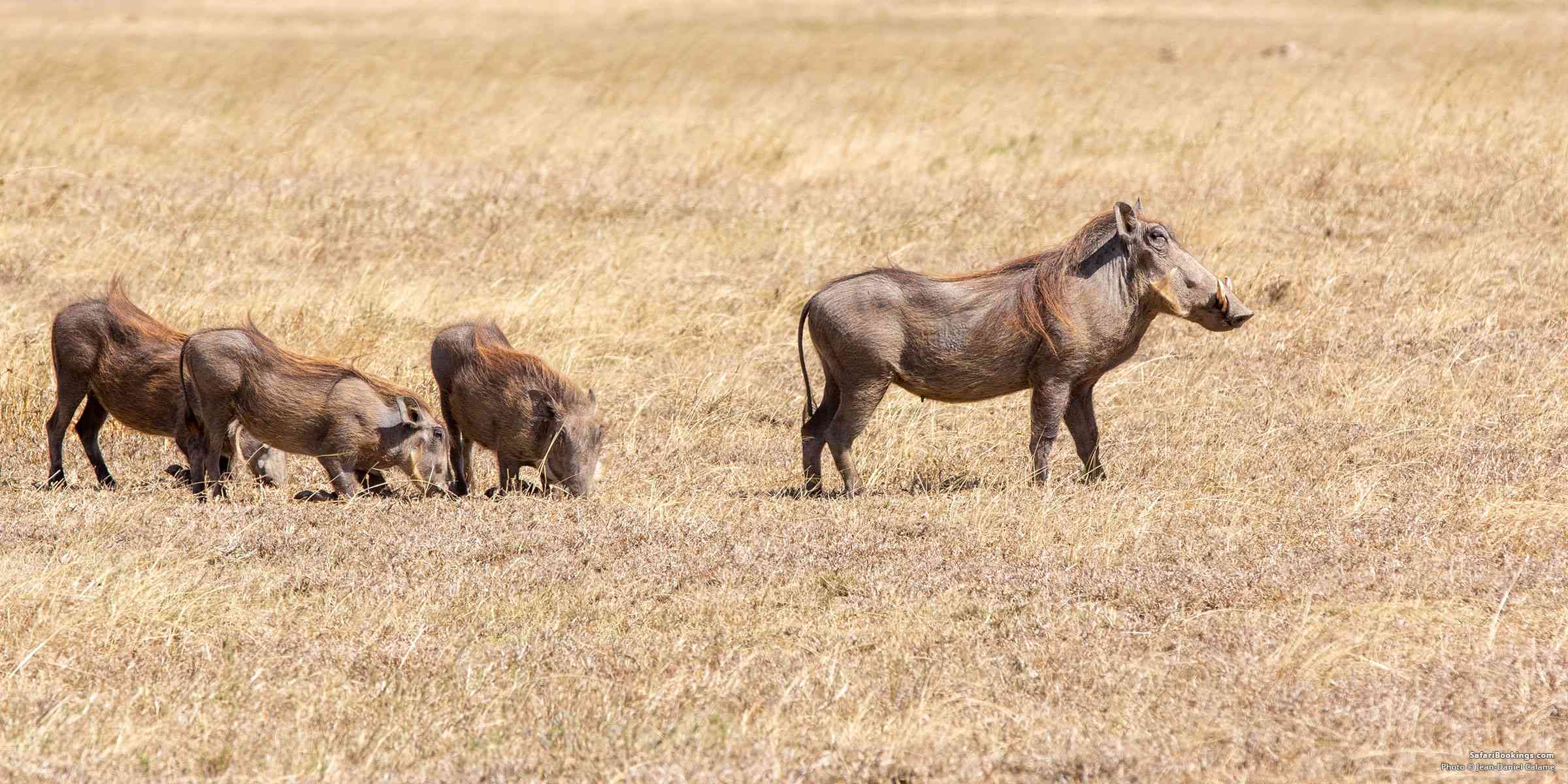 5 Fascinating Facts About the Incredible Warthog