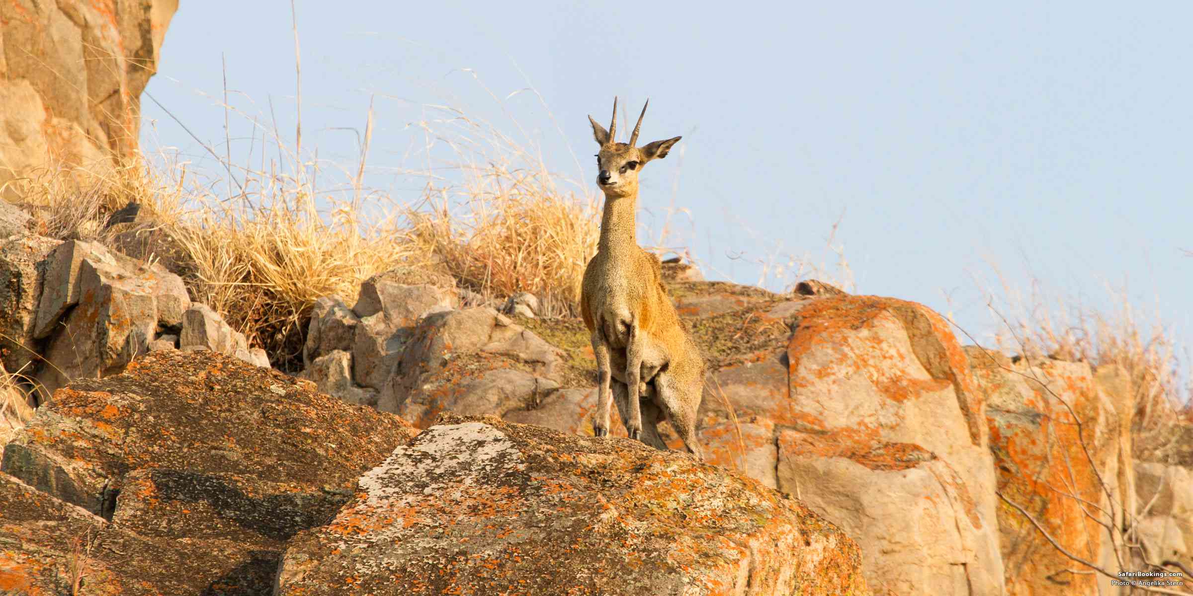 5 Fascinating Facts About the Klipspringer