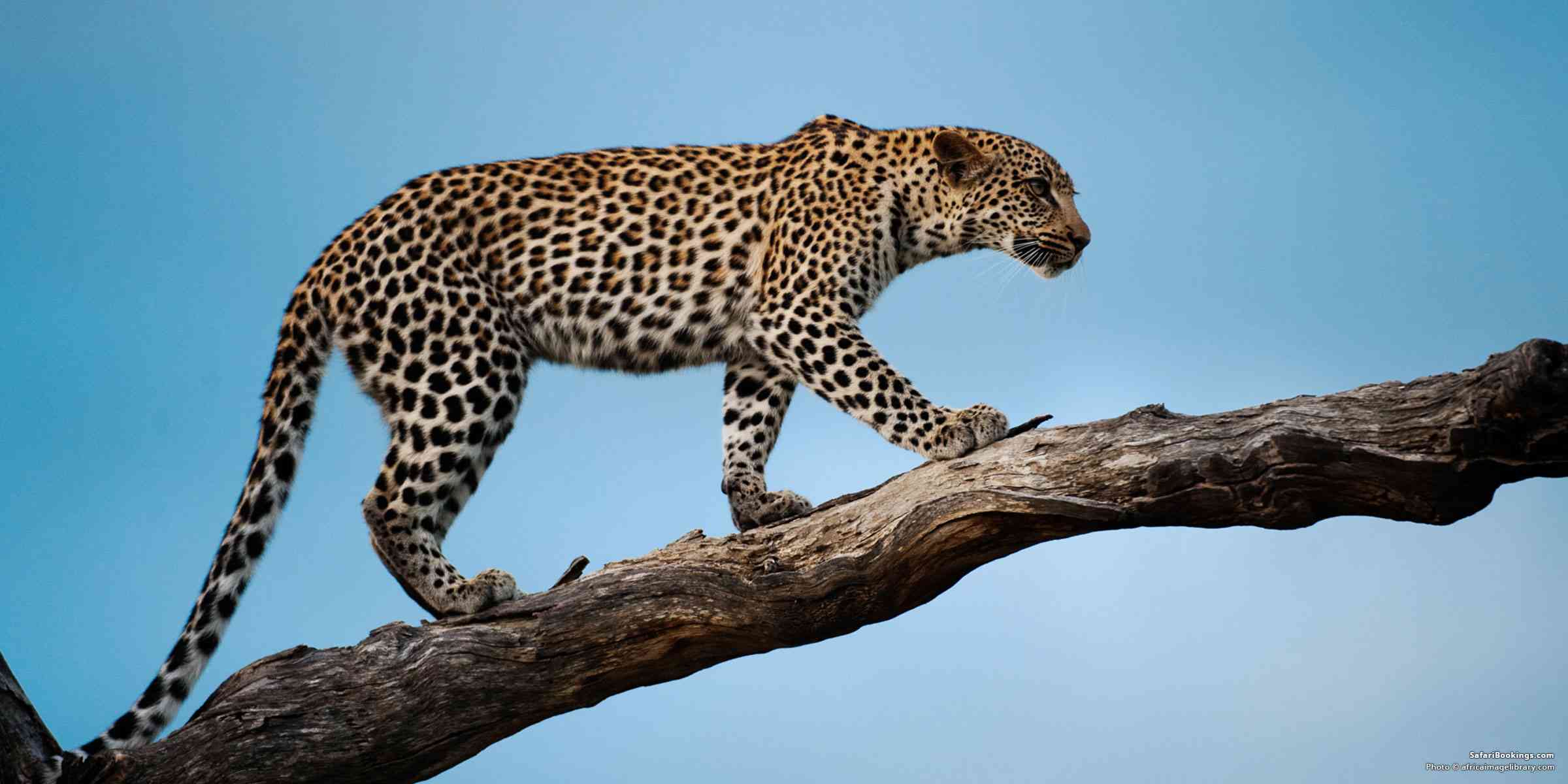 5 Fascinating Facts About the Leopard (Panthera Pardus)