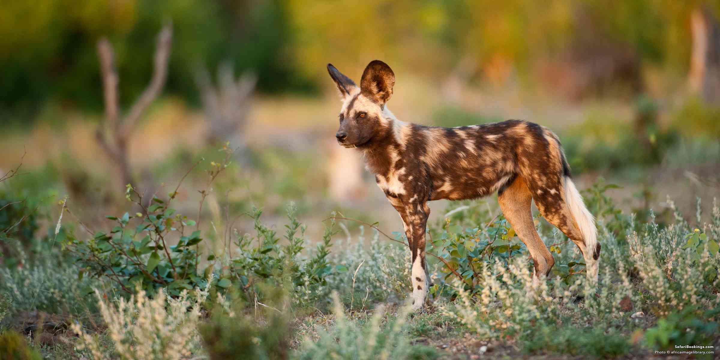 5 Interesting Facts About the African Wild Dog (Lycaon Pictus)