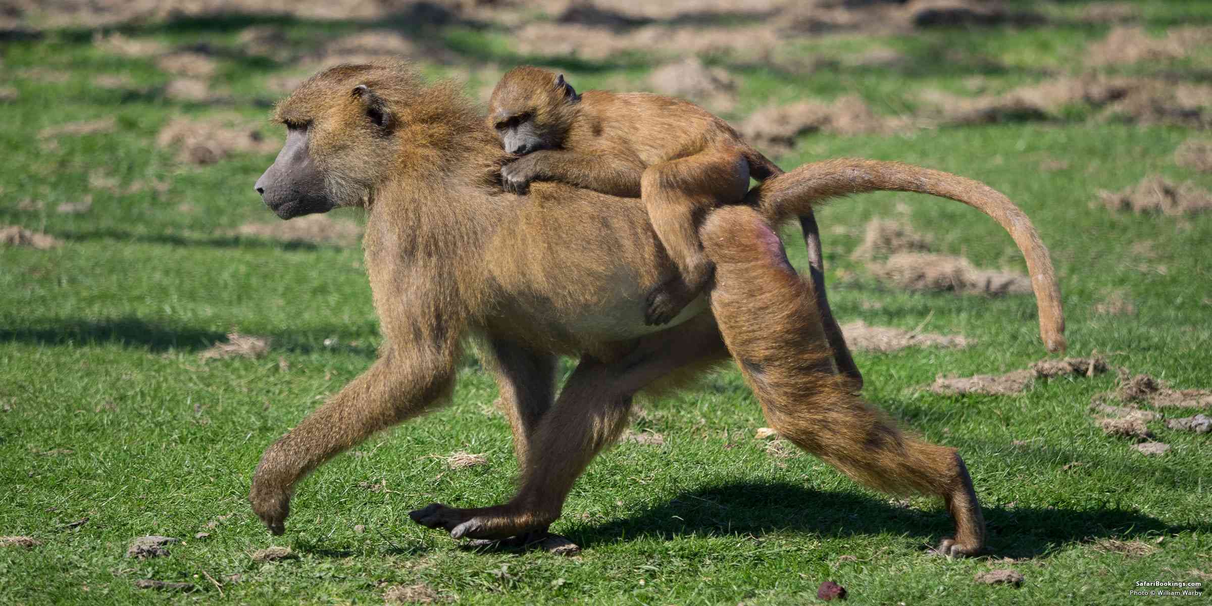 baboon attack human
