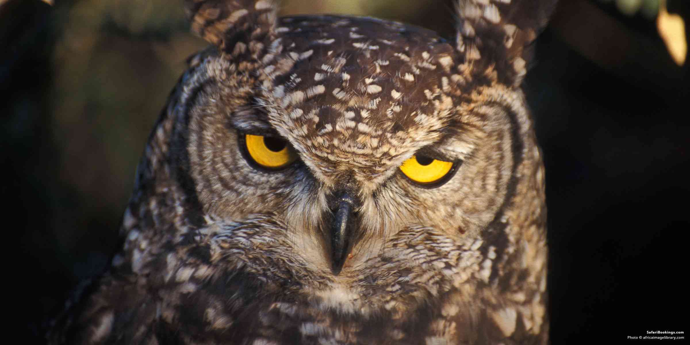 Africa’s Most Fearsome, Little Seen Predator: The Owl