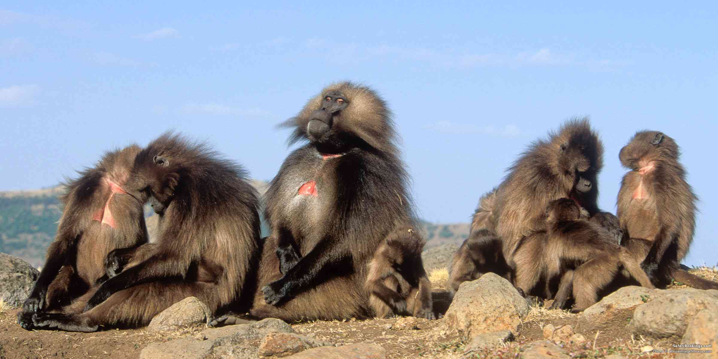 Simien National Park, Ethiopia