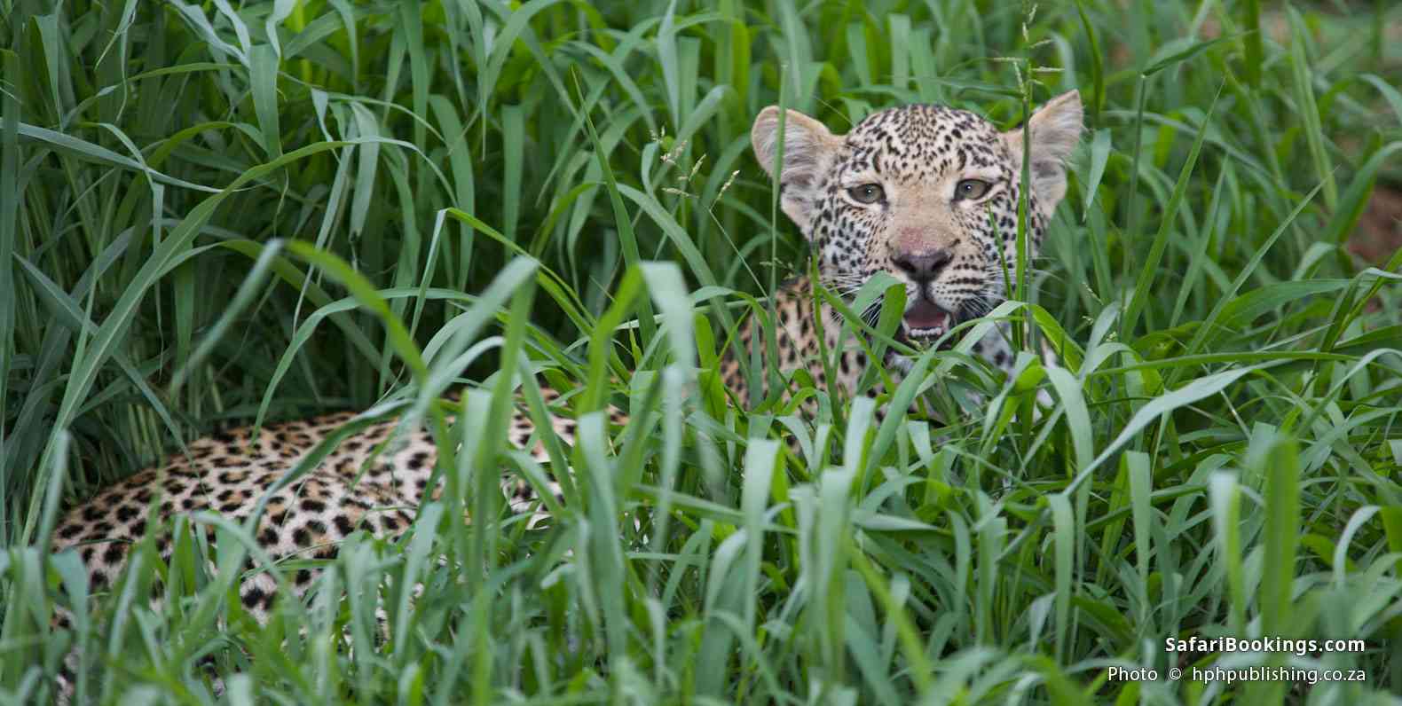 Juvenile leopard resting