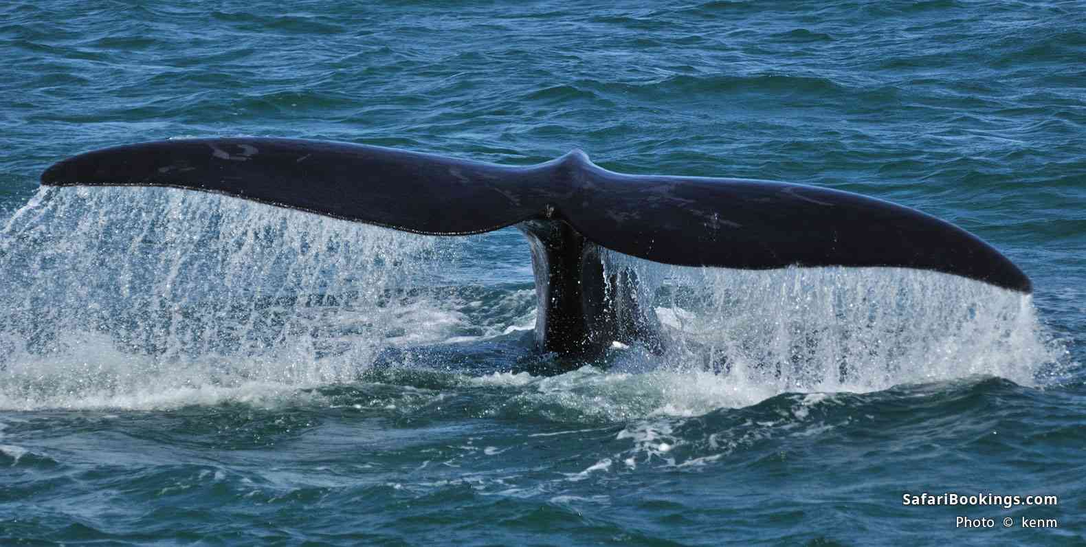 Southern right whale, near Hermanus