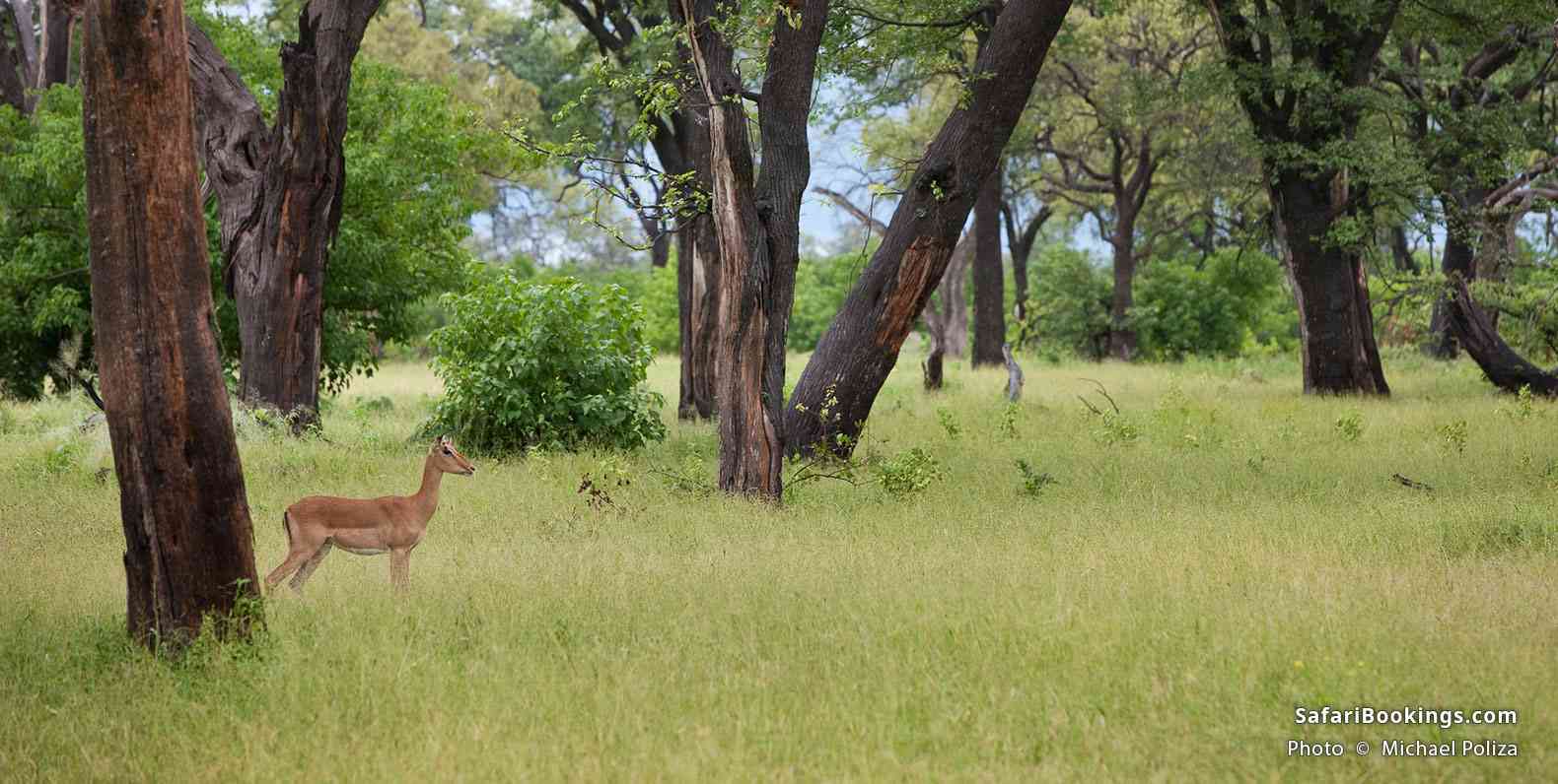 Antelope in green grasses