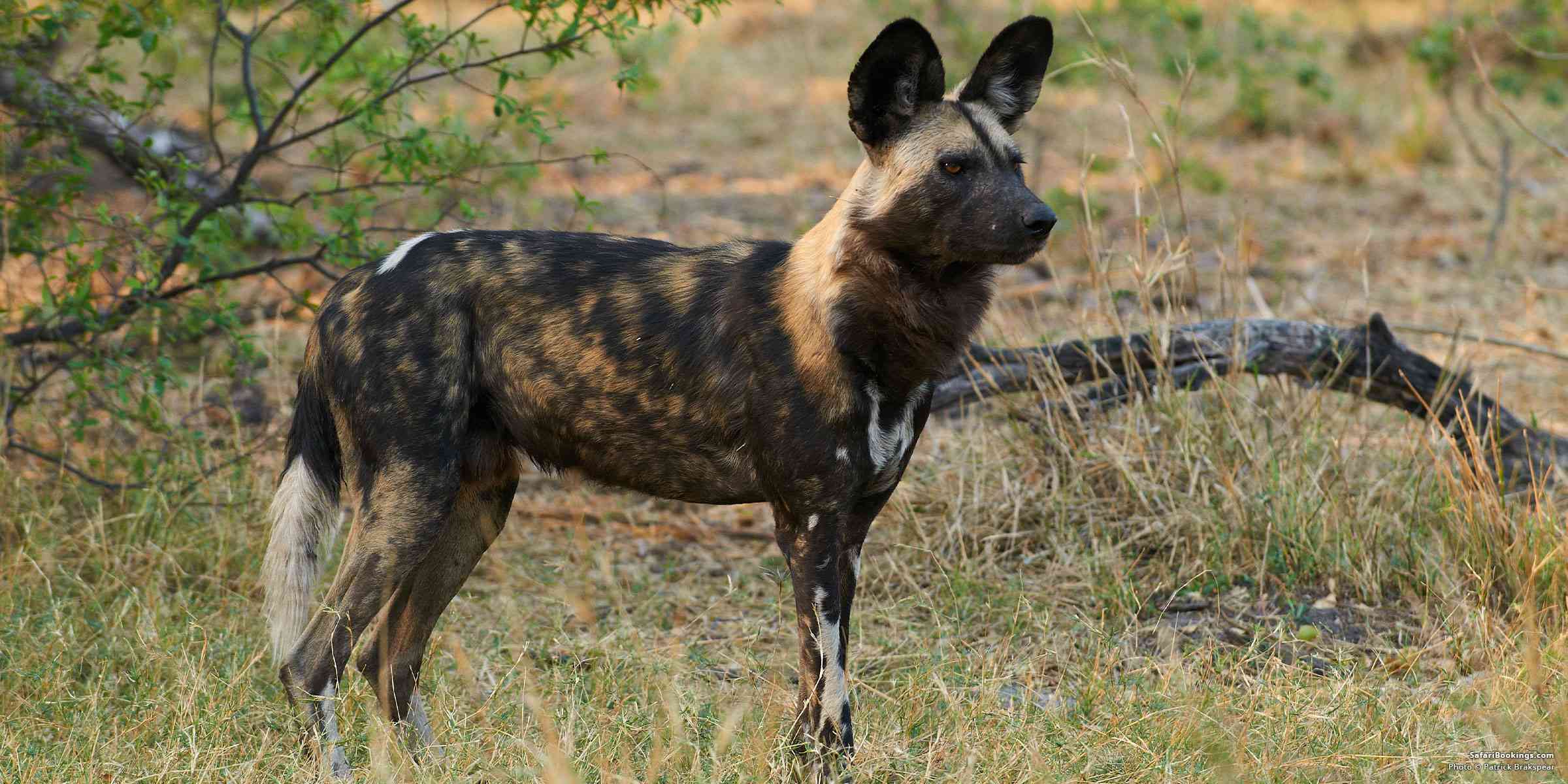 jungle safari dog