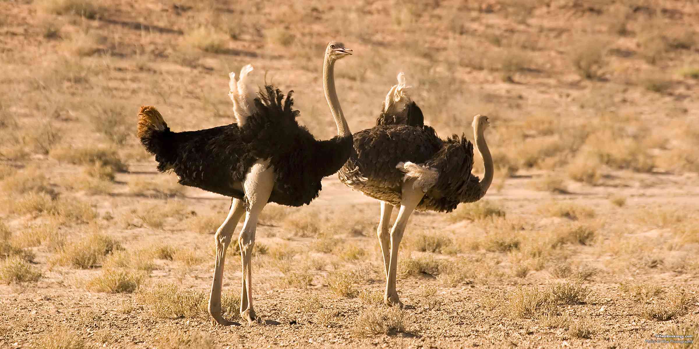 5 Fascinating Facts About the Ostrich