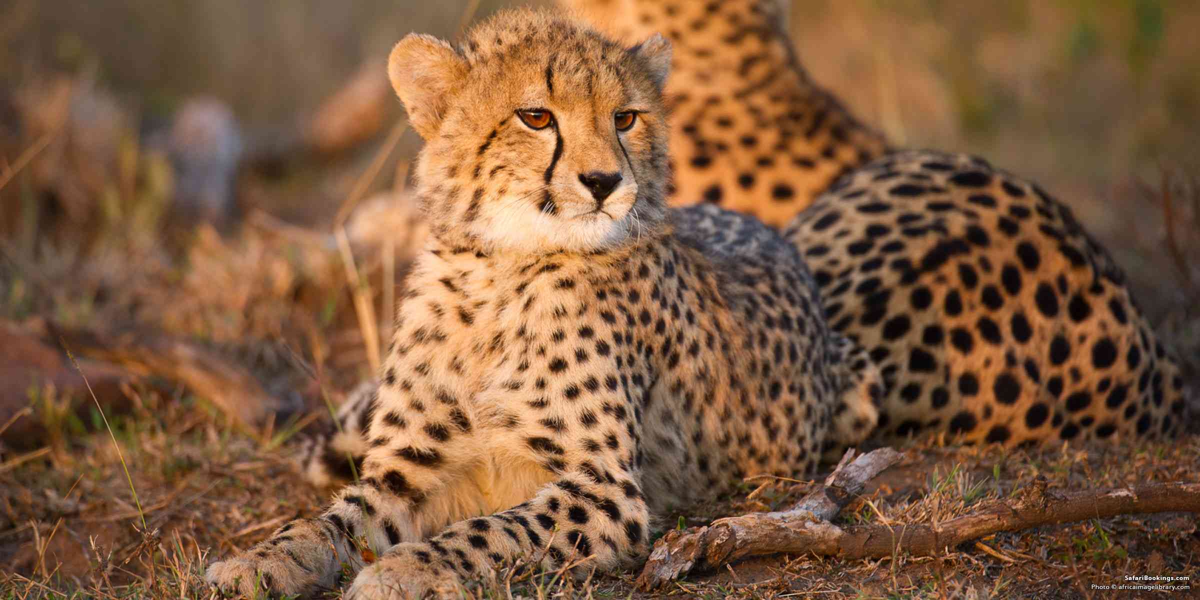 South African Wildlife 203 400 South Africa Wildlife Stock Photos 