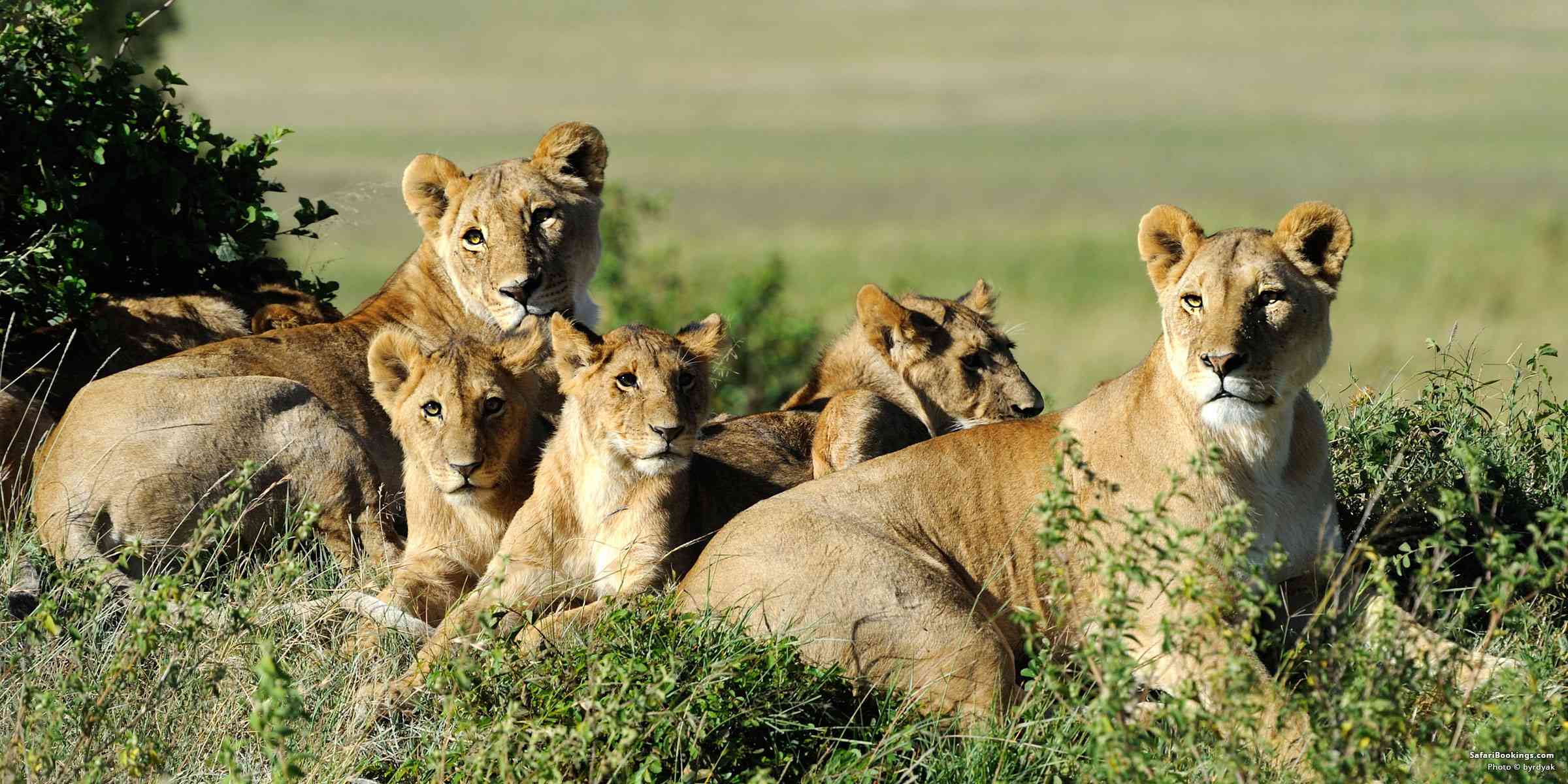 Living With the Marsh Lions