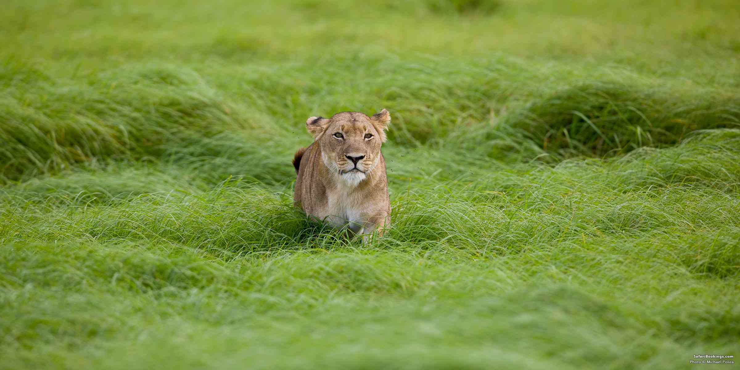 Safari Safety: Keep Your Window Closed!