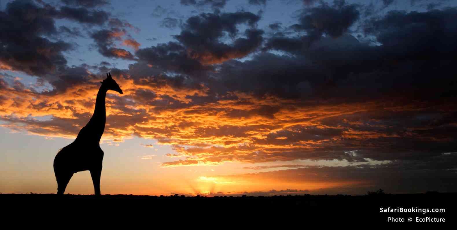 A giraffe silhouetted against a dramatic sunset with clouds