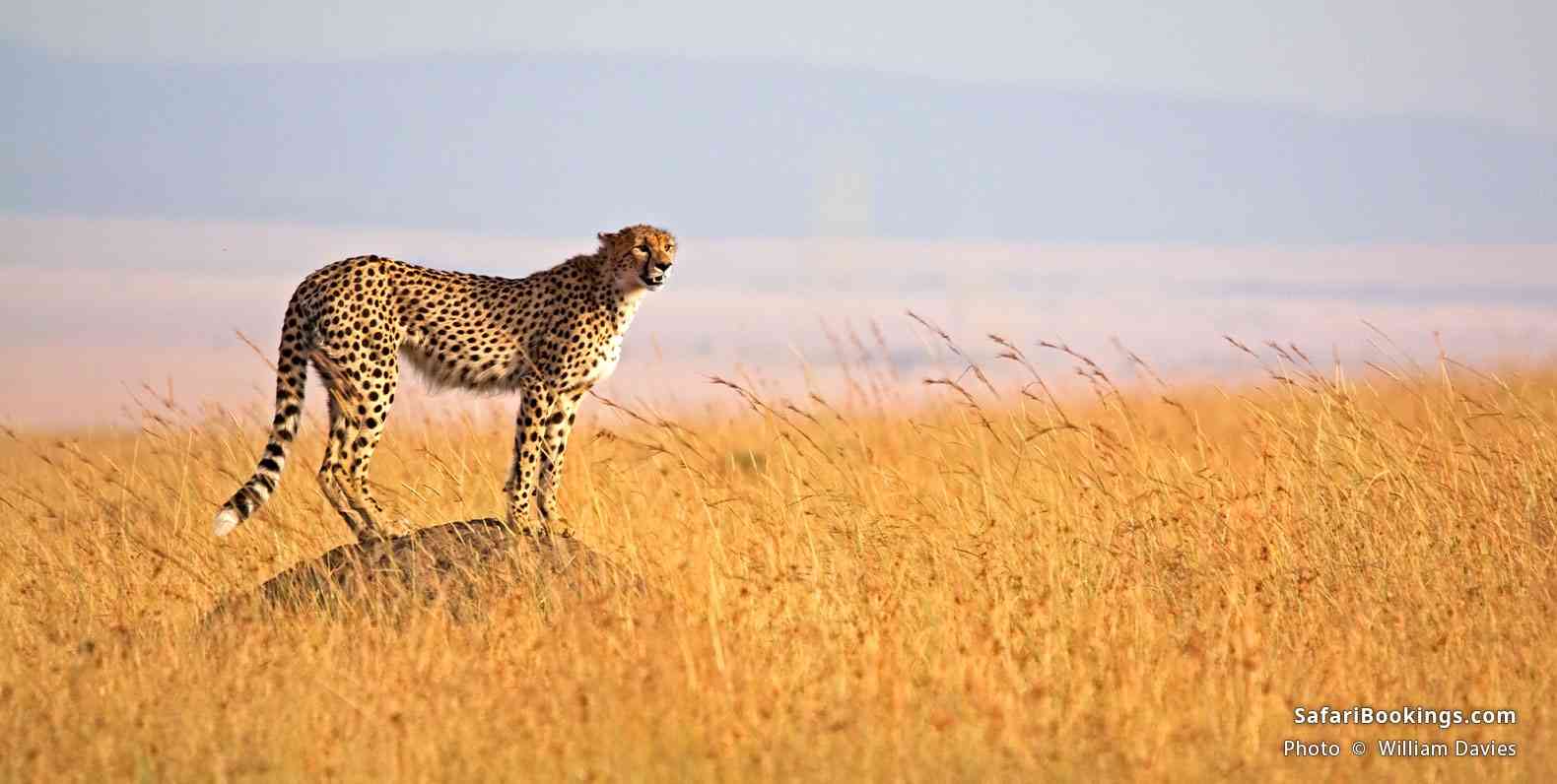 Cheetah standing on a termite mound to look for prey