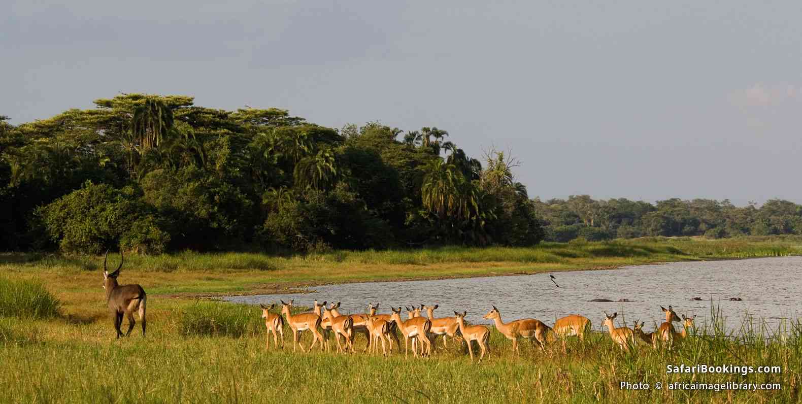 Herd of impala at the lake