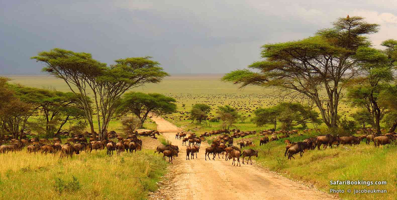 Wildebeest migration