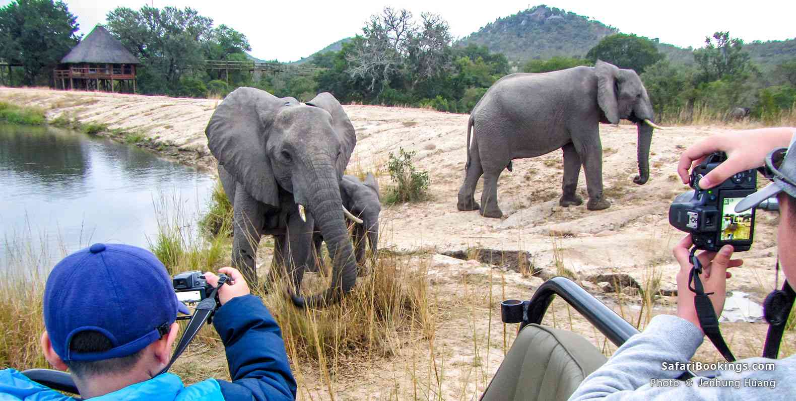 Tourists taking photos of elephants