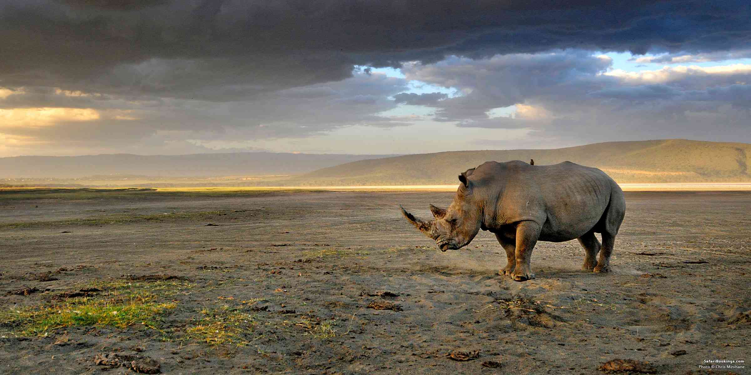 5 Fascinating Facts About the Black Rhino