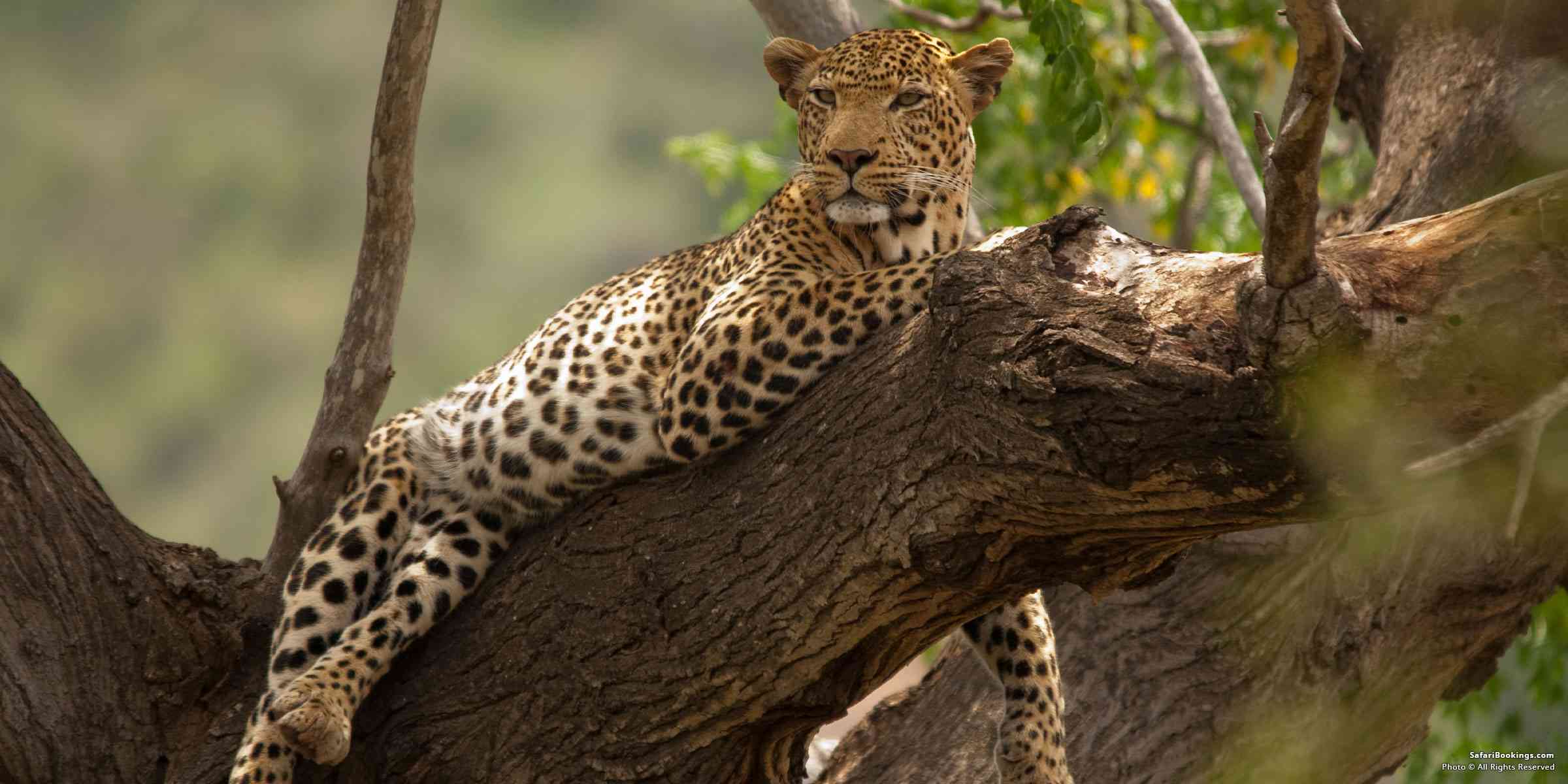 The Leopards of Tsavo