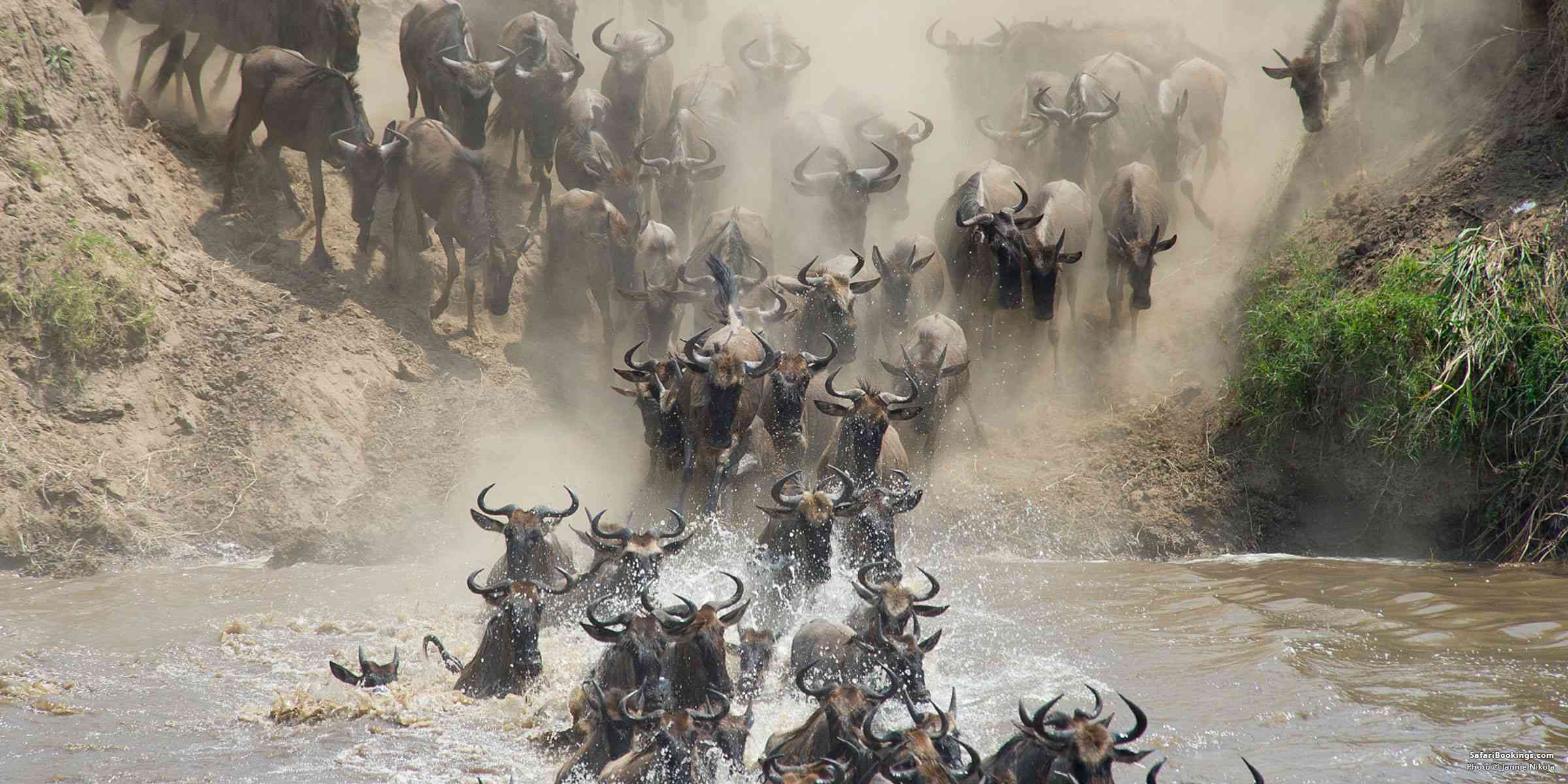 Wildebeest Migration