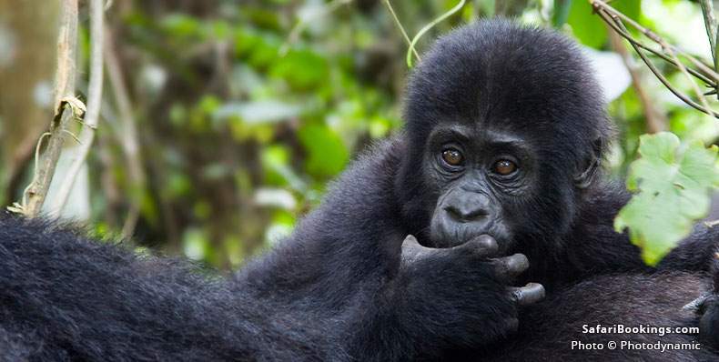 Shy young mountain gorilla with hand in mouth
