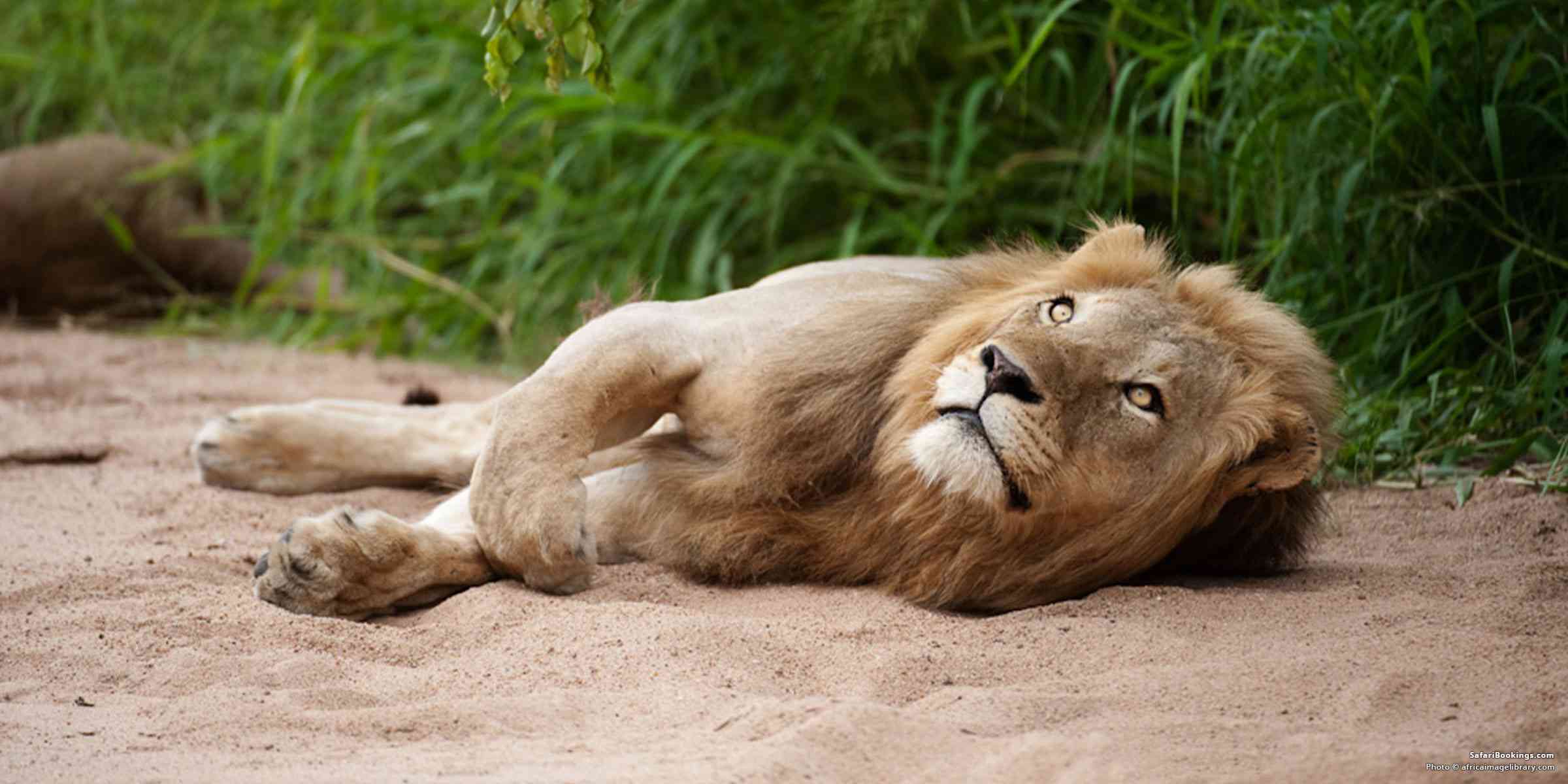 Top 10 Best Places To See Lions in Africa