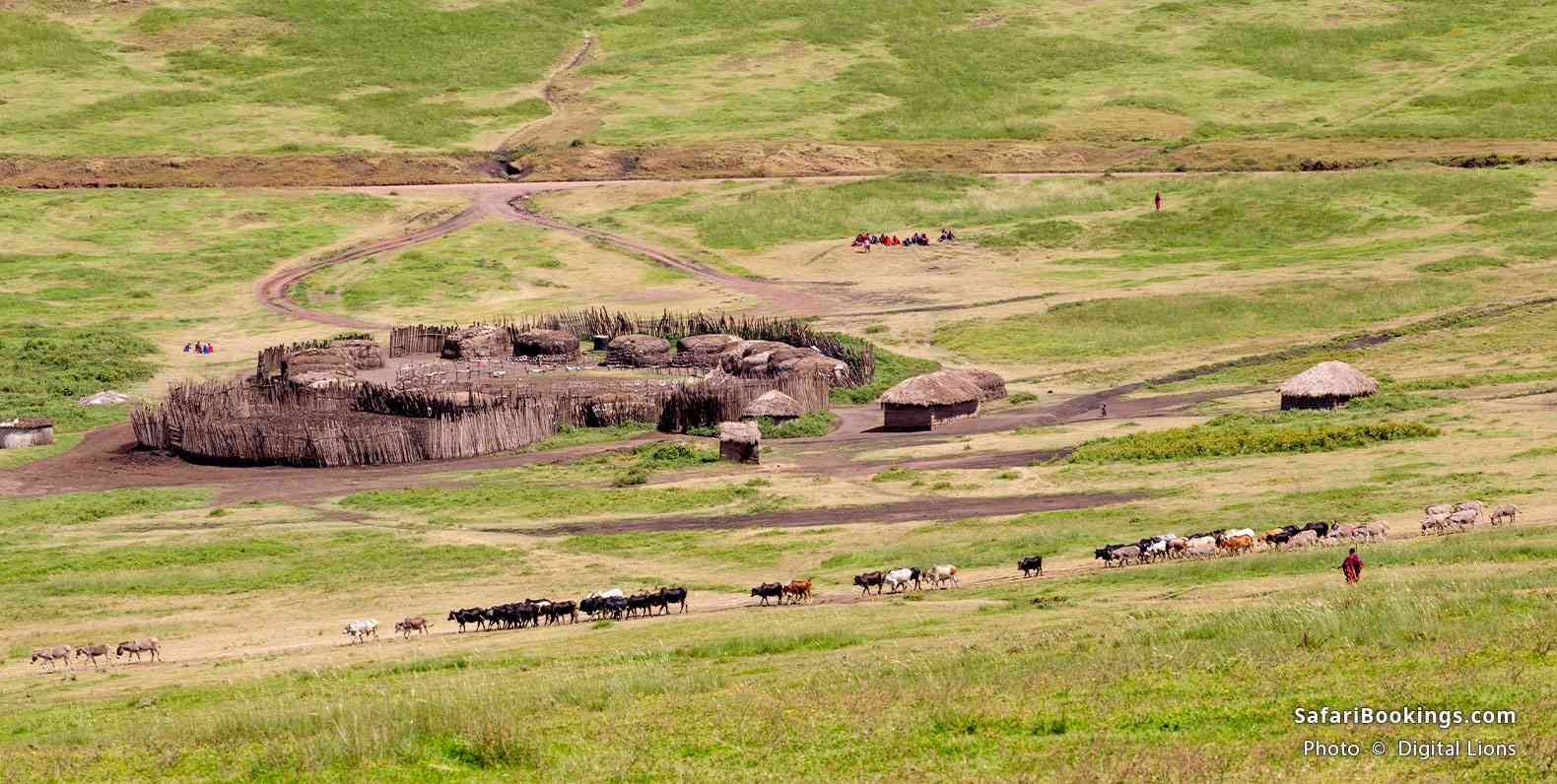 Maasai manyatta and livestock