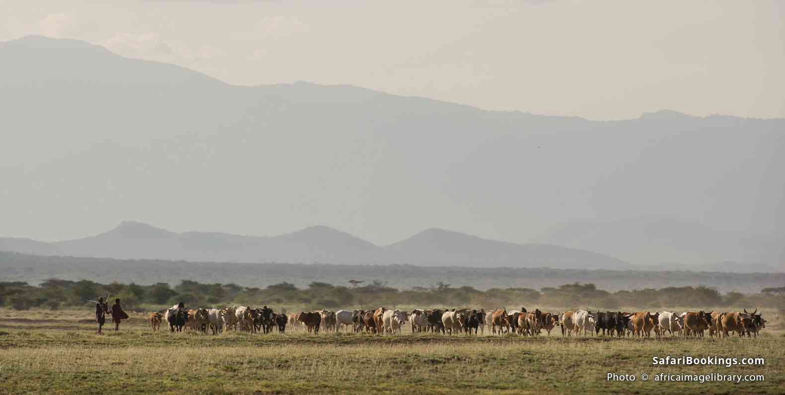 Maasai herding cattle