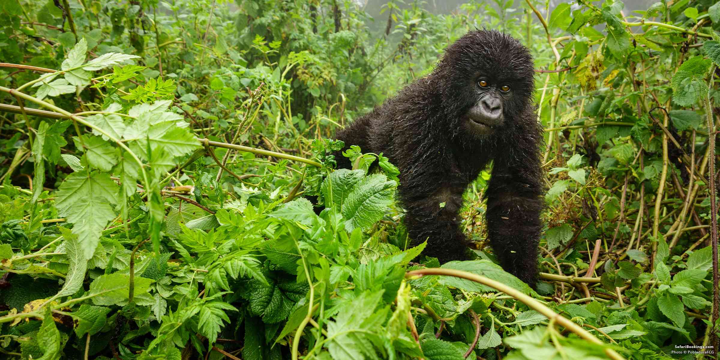 Gorilla Permit Rwanda 2023 – Everything You Need To Know