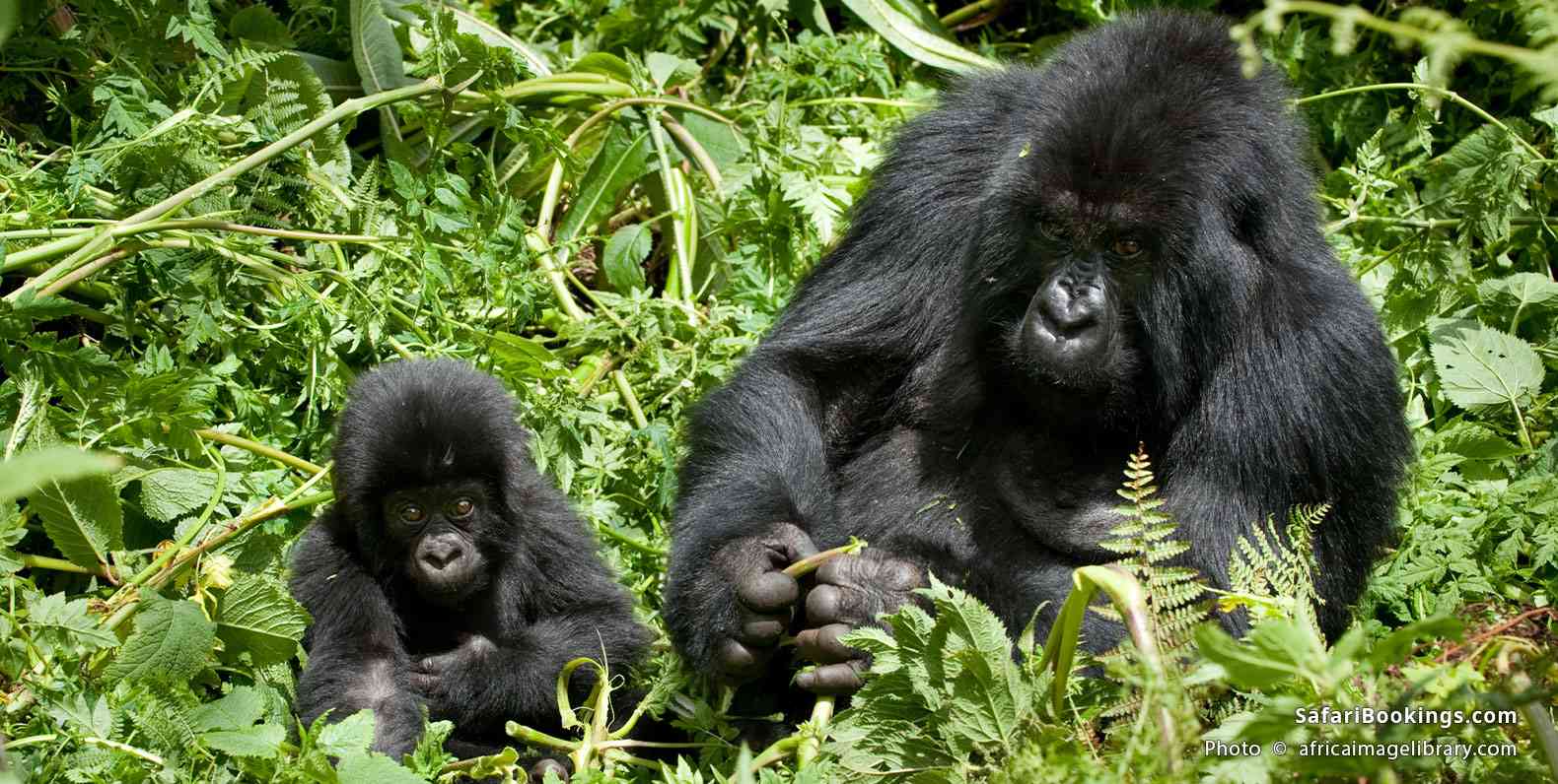 Mountain gorilla with baby in the forest