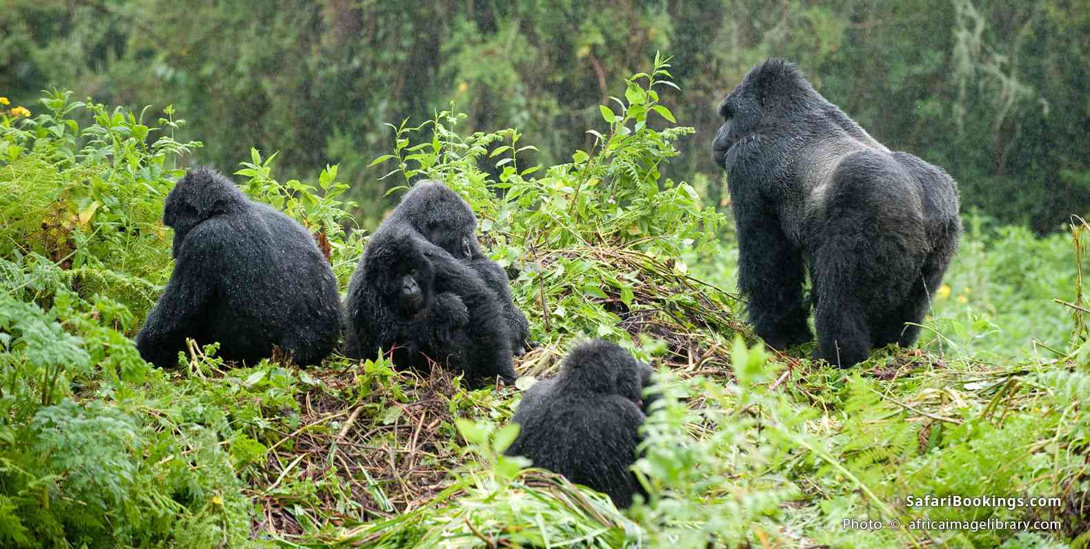 Mountain gorilla family with silverback, Volcanoes National Park