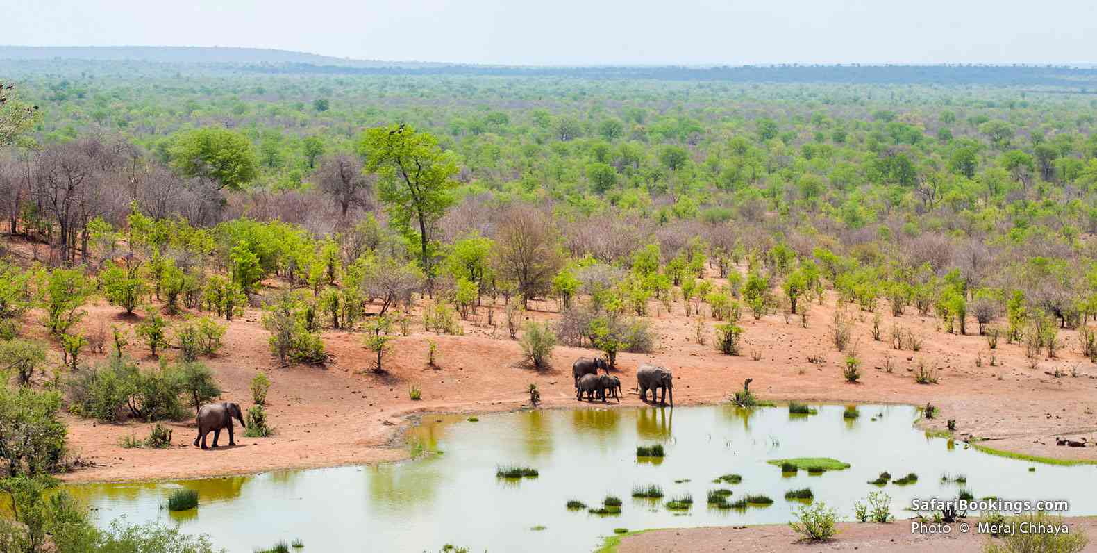 Elephants at a waterhole, Zimbabwe
