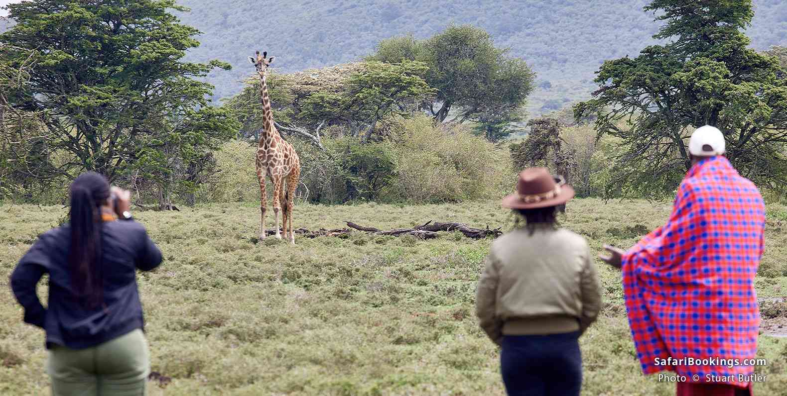 Travelers and Maasai looking at giraffe