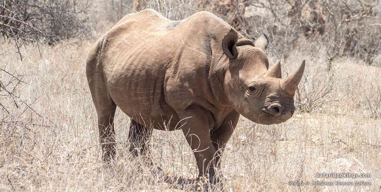 Rhino in Sera Conservancy