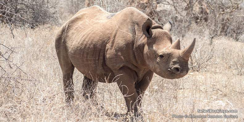 Rhino in Sera Conservancy