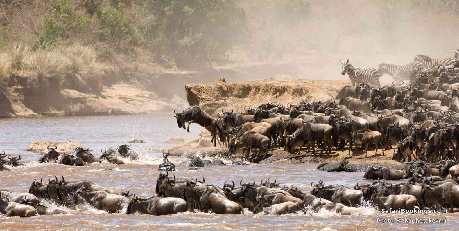Wildebeest and zebra crossing the Mara River during the great migration