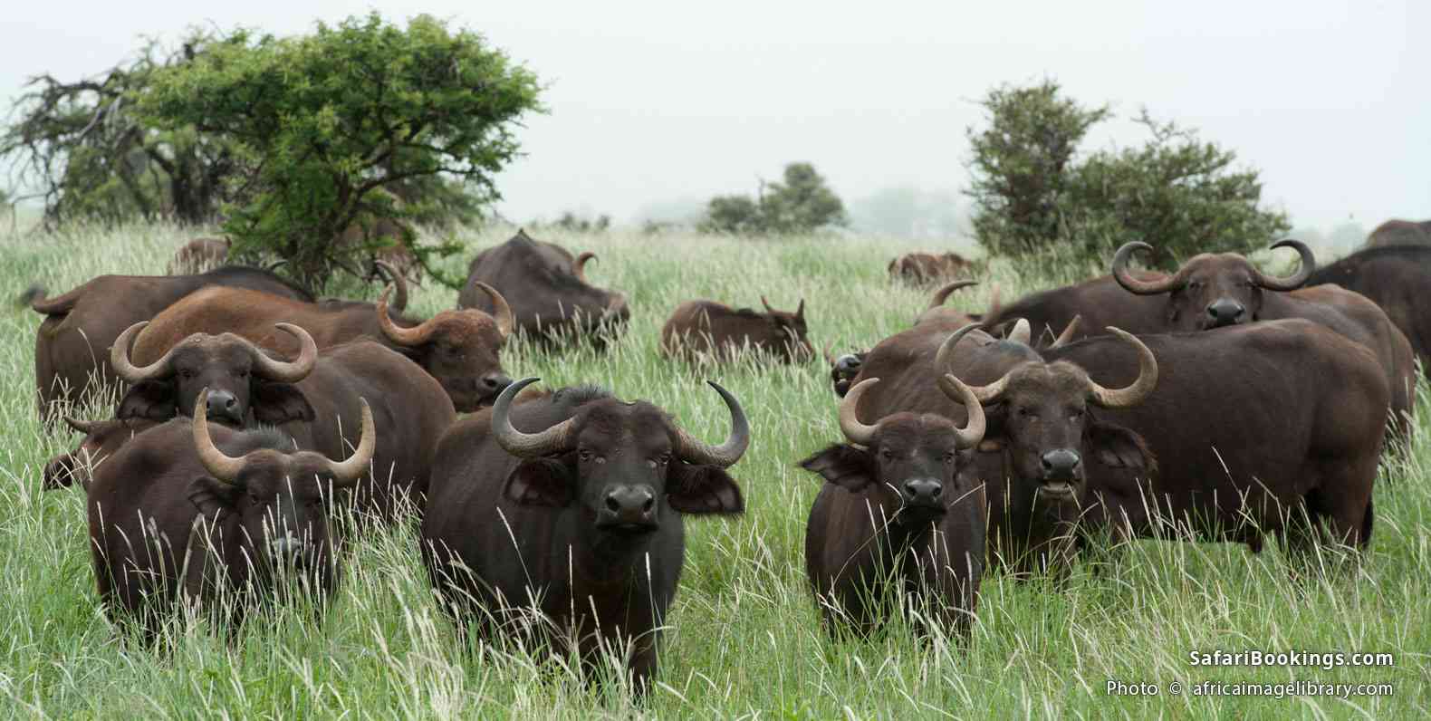 Buffalo on a grassy field in Lewa Wildlife Conservancy