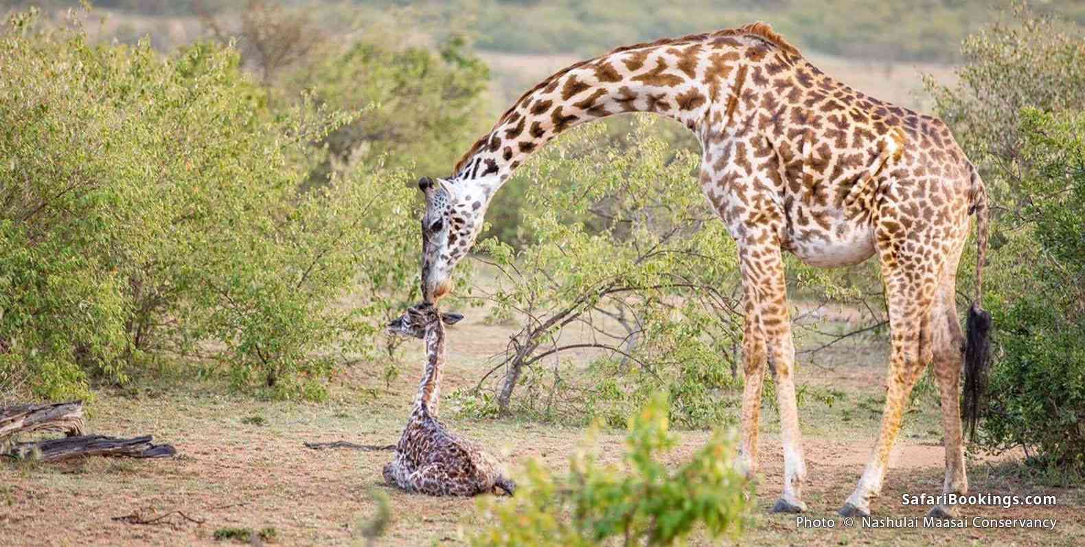 Giraffes in Nashulai Maasai Conservancy