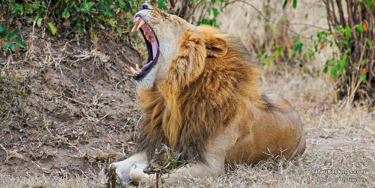 Lion yawning in Ol Kinyei Conservancy