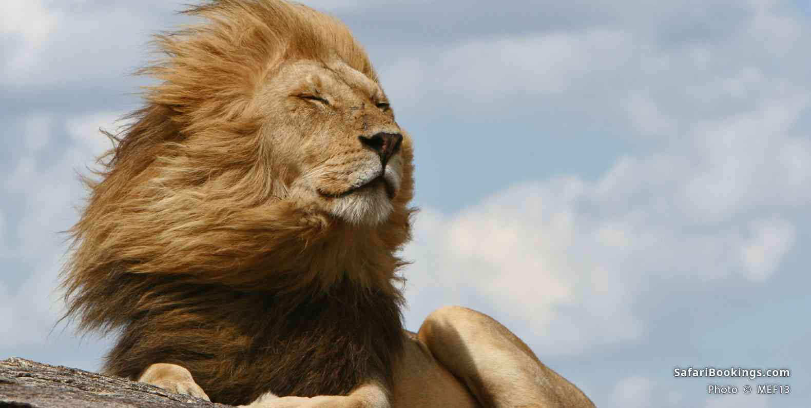 Lion resting in Serengeti National Park
