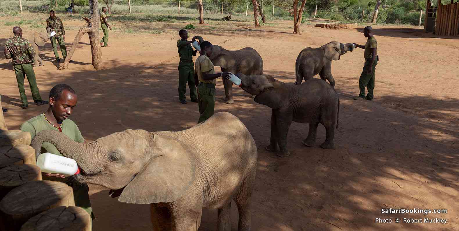 Workers feeding baby elephants at Reteti Elephant Sanctuary in Namunyak Conservancy