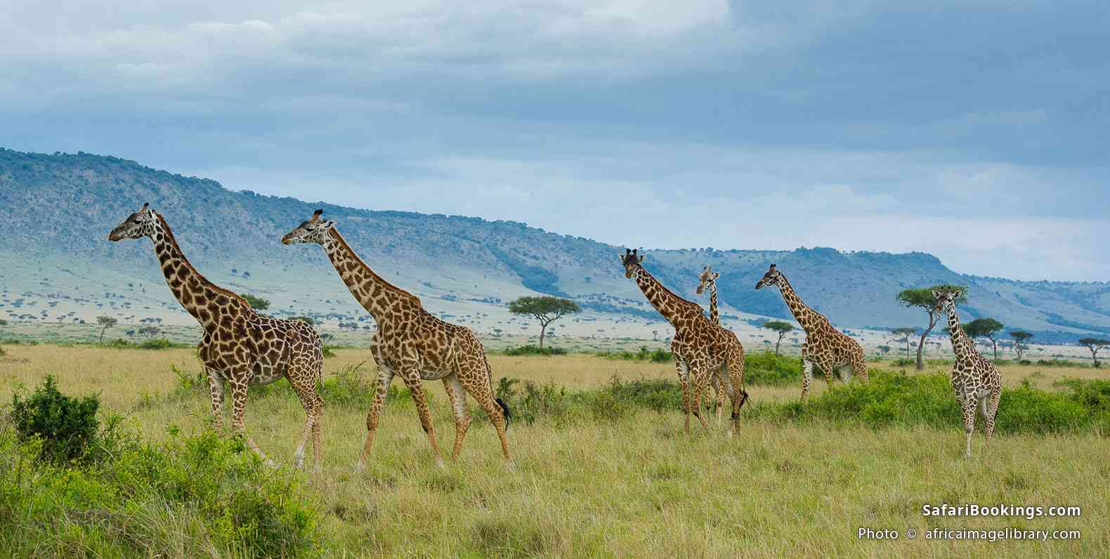 Masai giraffes in front of the Oloololo Escarpment, Mara North Conservancy