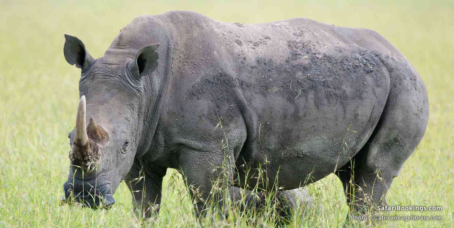 White rhino in Ol Pejeta Conservancy