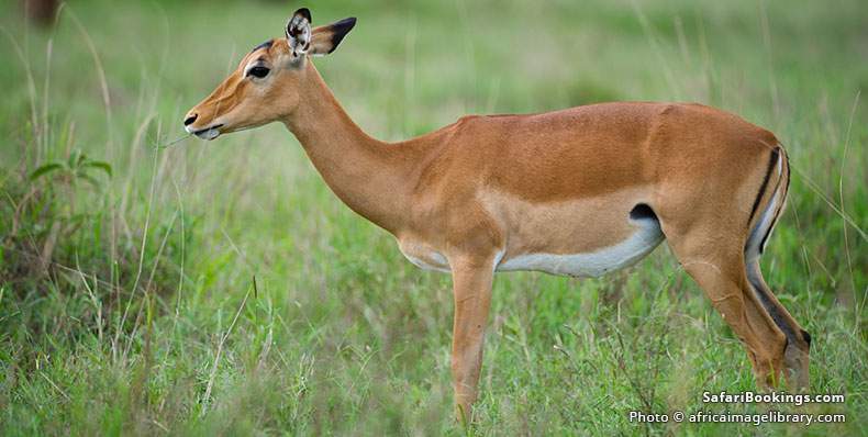 Impala in Taita Hills Wildlife Sanctuary