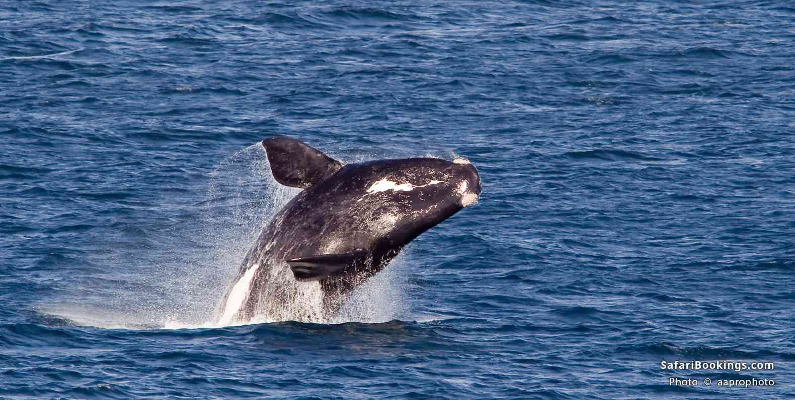 Southern right whale breaching near Hermanus