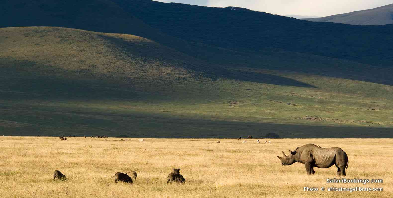 Black rhino with warthogs in the Ngorongoro Crater