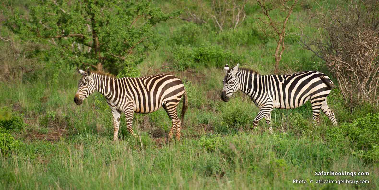Burchell's zebra in Tsavo West National Park