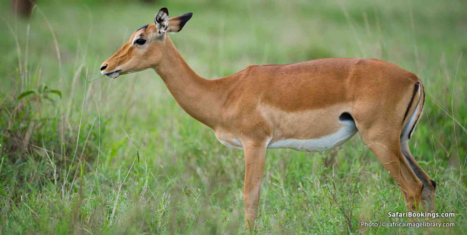 Impala, Taita Hills Wildlife Sanctuary