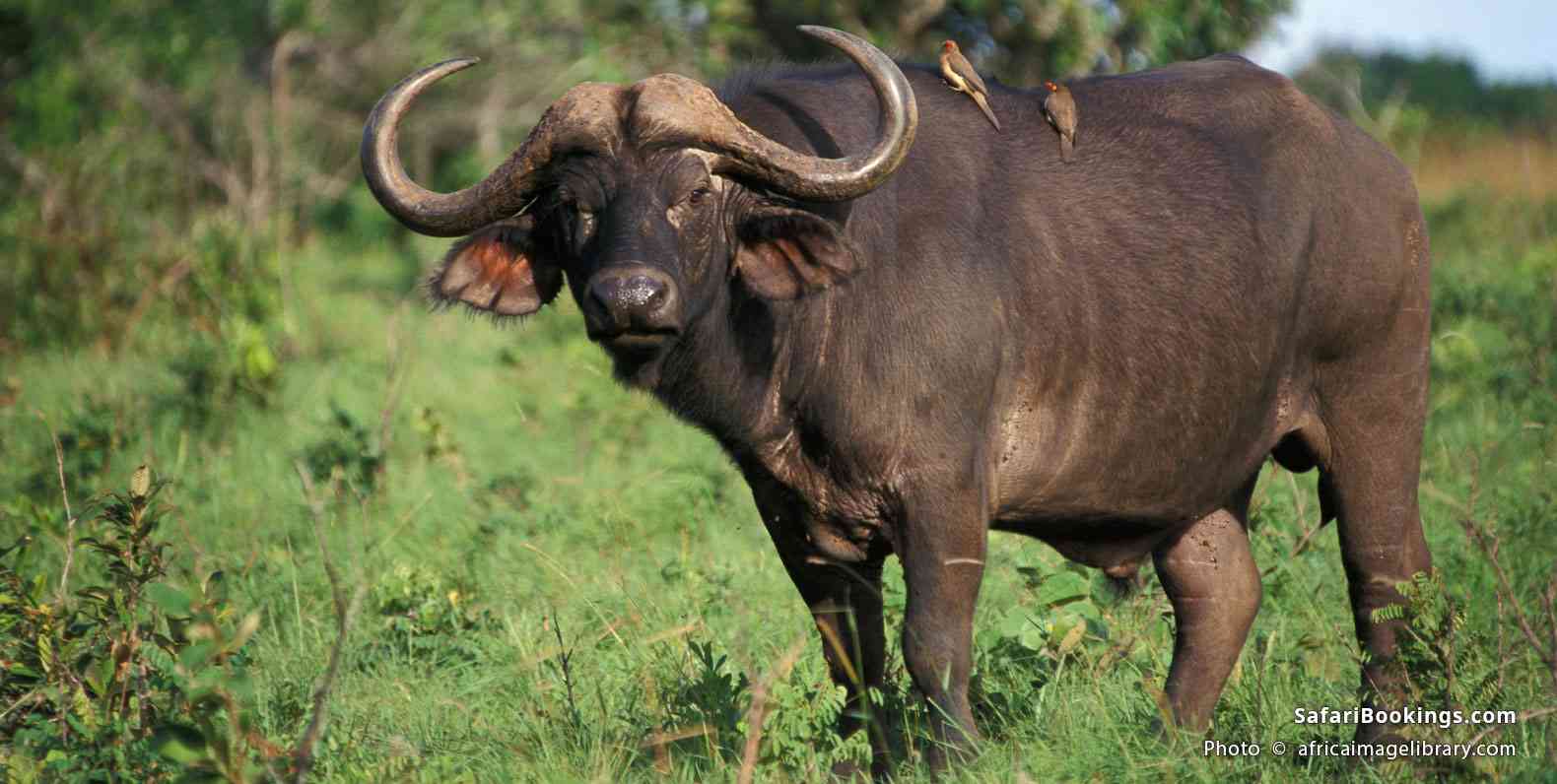 Buffalo with birds on its back, Shimba Hills National Reserve